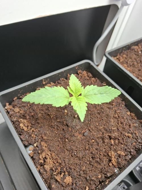 Rainbow Sherbet #11 Feminized - Kannabia. Week 2 - Day 8