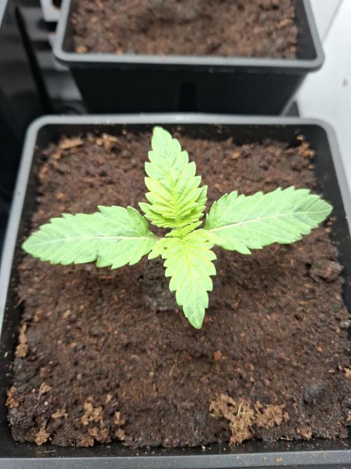 Rainbow Sherbet #11 Feminized - Kannabia. Week 2 - Day 8