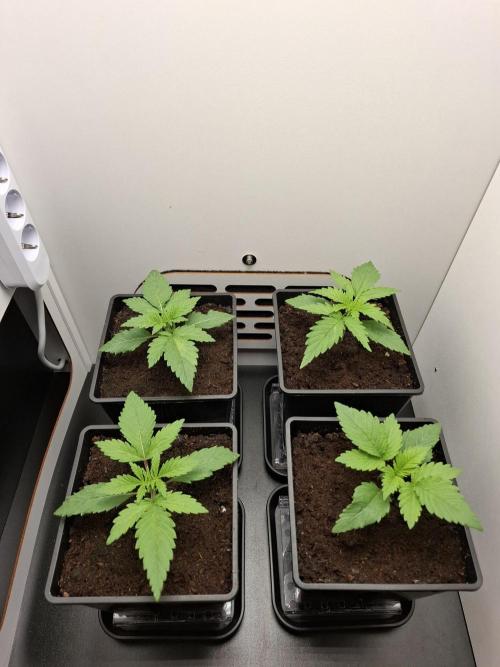 Rainbow Sherbet #11 Feminized - Kannabia. Week 2 - Day 11