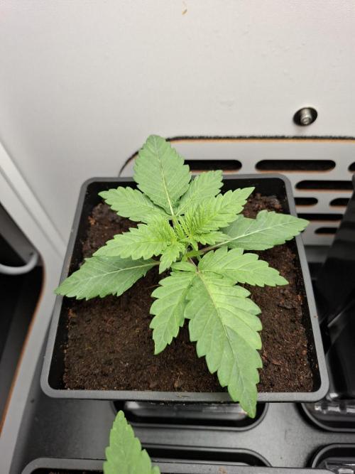 Rainbow Sherbet #11 Feminized - Kannabia. Week 2 - Day 11