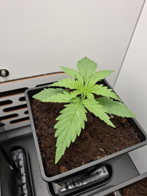 Rainbow Sherbet #11 Feminized - Kannabia. Week 2 - Day 11