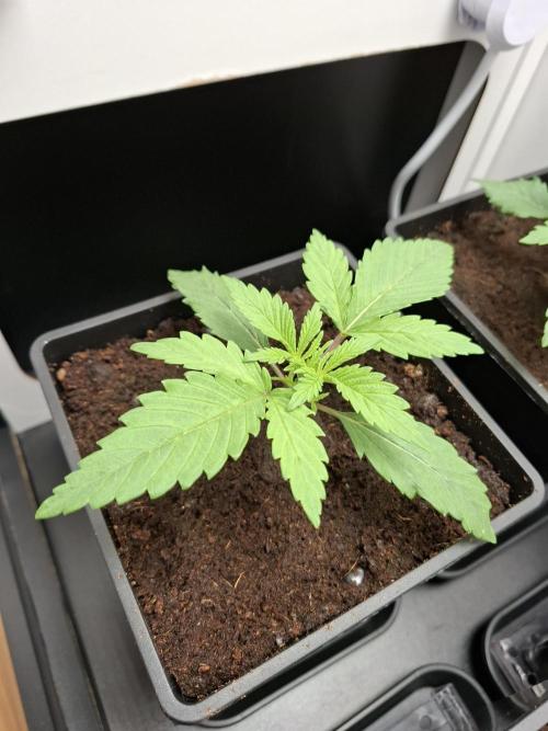 Rainbow Sherbet #11 Feminized - Kannabia. Week 2 - Day 11