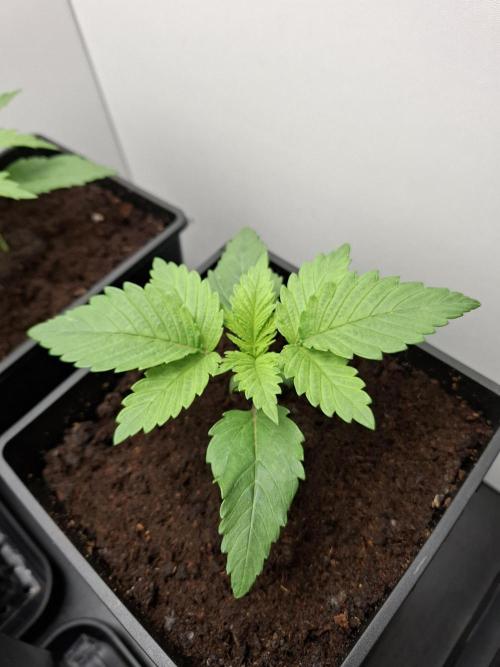 Rainbow Sherbet #11 Feminized - Kannabia. Week 2 - Day 11