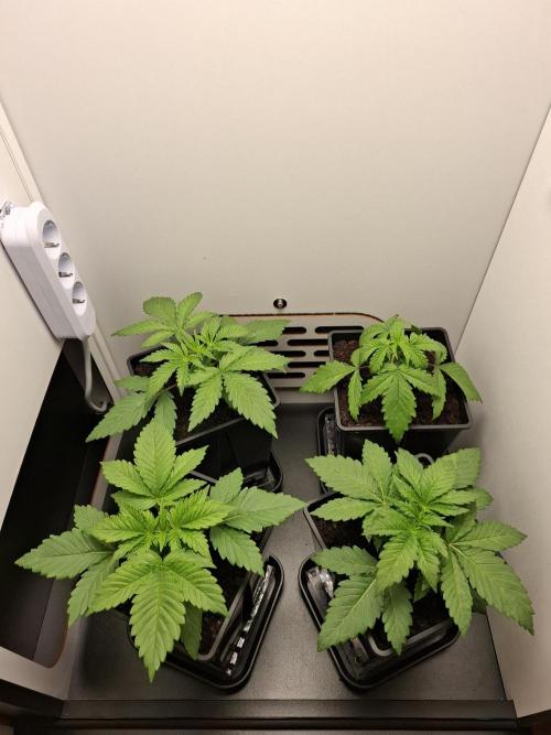 Rainbow Sherbet #11 Feminized - Kannabia. Week 3 - Day 15