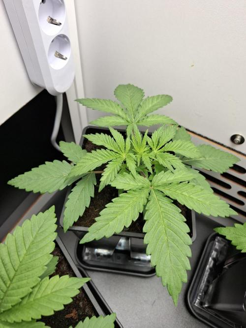 Rainbow Sherbet #11 Feminized - Kannabia. Week 3 - Day 15