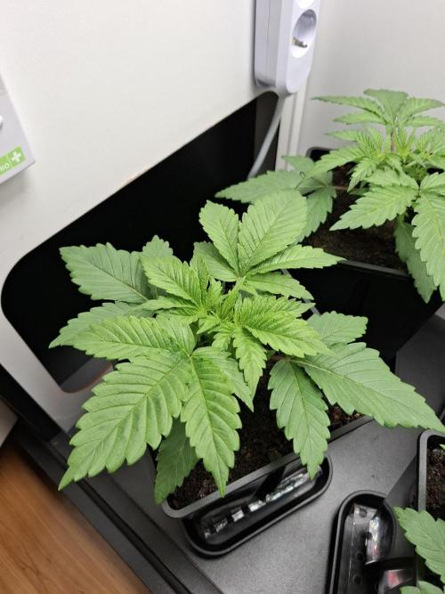 Rainbow Sherbet #11 Feminized - Kannabia. Week 3 - Day 15