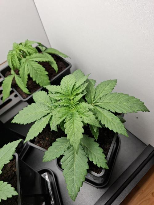 Rainbow Sherbet #11 Feminized - Kannabia. Week 3 - Day 15