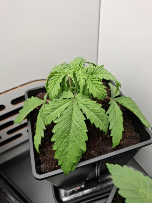 Rainbow Sherbet #11 Feminized - Kannabia. Week 3 - Day 15