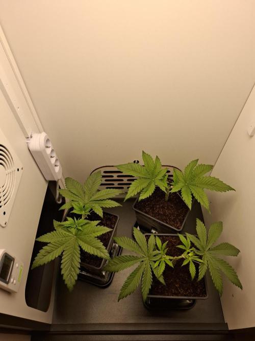 Rainbow Sherbet #11 Feminized - Kannabia. Week 4 - Day 22