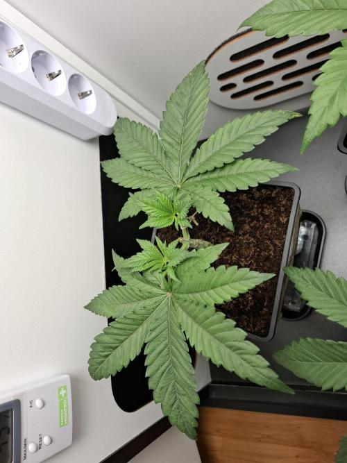 Rainbow Sherbet #11 Feminized - Kannabia. Week 4 - Day 22