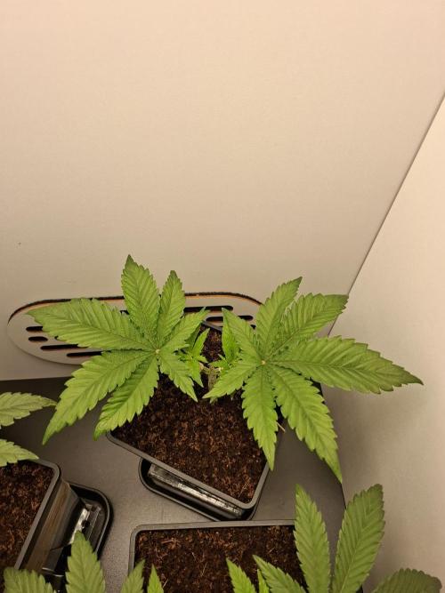 Rainbow Sherbet #11 Feminized - Kannabia. Week 4 - Day 22