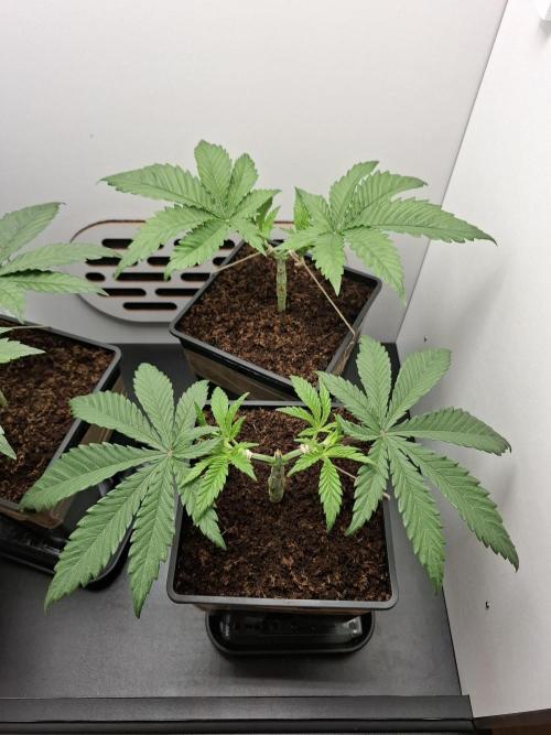 Rainbow Sherbet #11 Feminized - Kannabia. Week 4 - Day 22