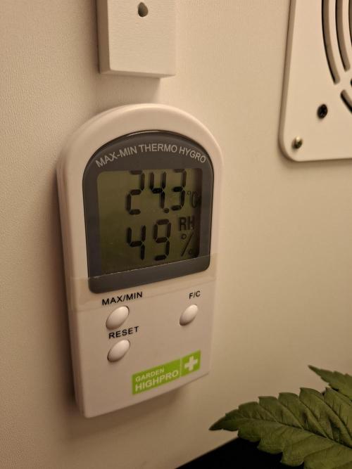 Rainbow Sherbet #11 Feminized - Kannabia. Week 4 - Day 22