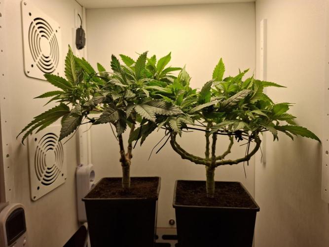 Rainbow Sherbet #11 Feminized - Kannabia. Week 5 - Day 32