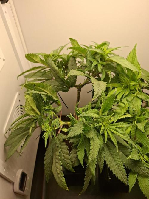 Rainbow Sherbet #11 Feminized - Kannabia. Week 5 - Day 32