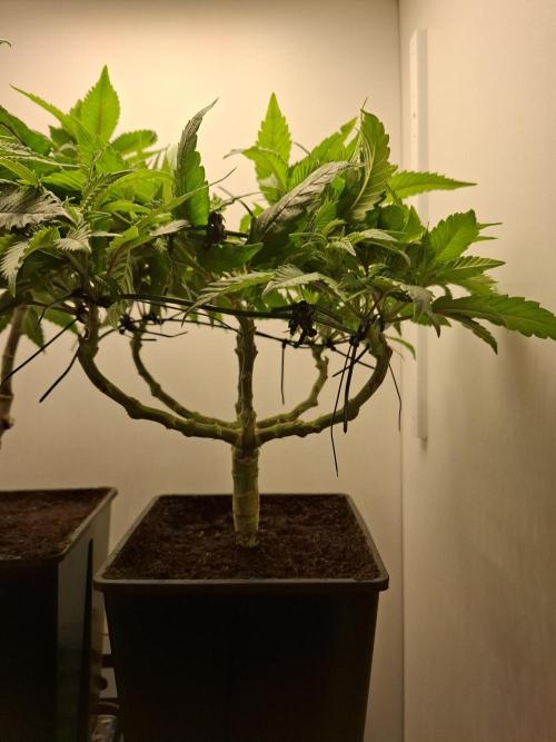 Rainbow Sherbet #11 Feminized - Kannabia. Week 5 - Day 32