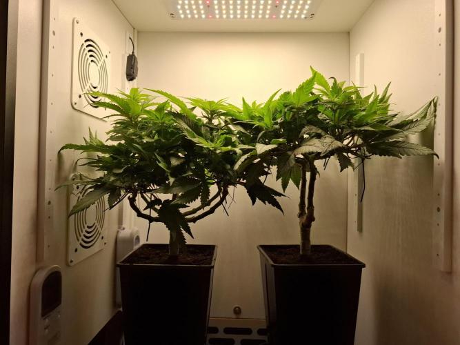 Rainbow Sherbet #11 Feminized - Kannabia. Week 6 - Day 40