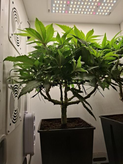 Rainbow Sherbet #11 Feminized - Kannabia. Week 6 - Day 40