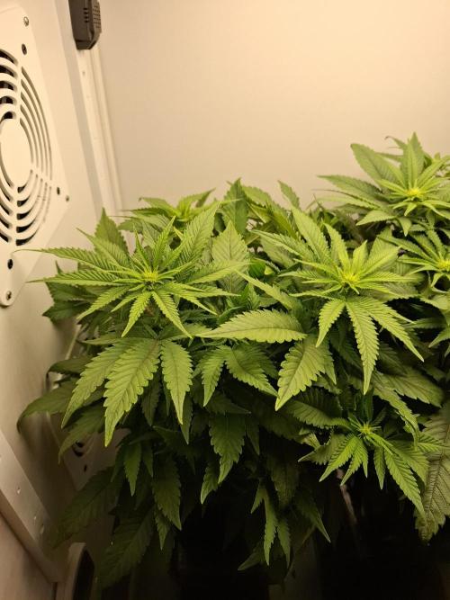 Rainbow Sherbet #11 Feminized - Kannabia. Week 6 - Day 40