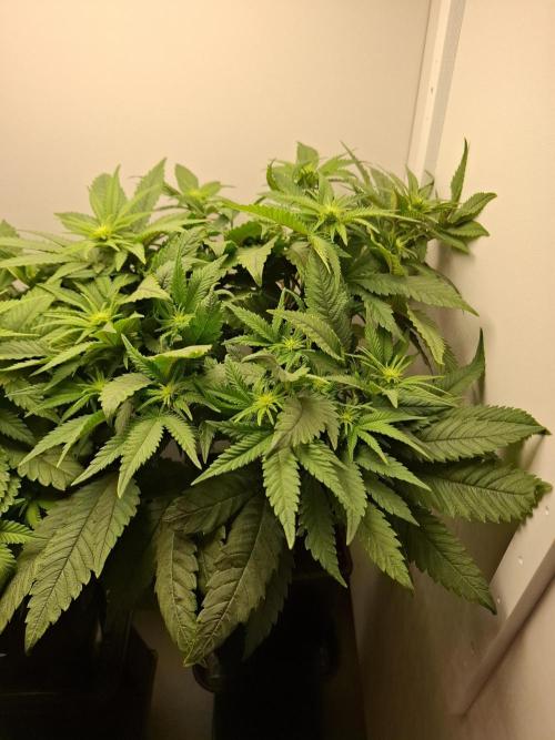 Rainbow Sherbet #11 Feminized - Kannabia. Week 6 - Day 40