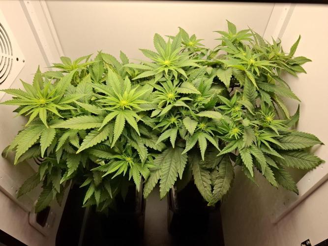 Rainbow Sherbet #11 Feminized - Kannabia. Week 6 - Day 40