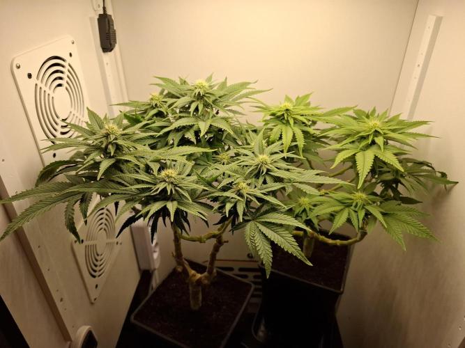 Rainbow Sherbet #11 Feminized - Kannabia. Week 7 - Day 49