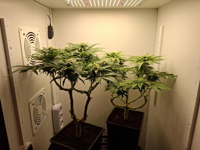Rainbow Sherbet #11 Feminized - Kannabia. Week 7 - Day 49
