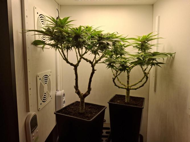 Rainbow Sherbet #11 Feminized - Kannabia. Week 7 - Day 49