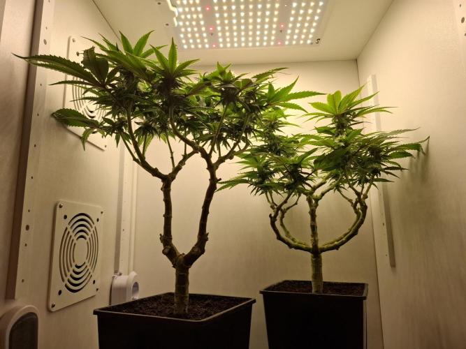Rainbow Sherbet #11 Feminized - Kannabia. Week 7 - Day 49