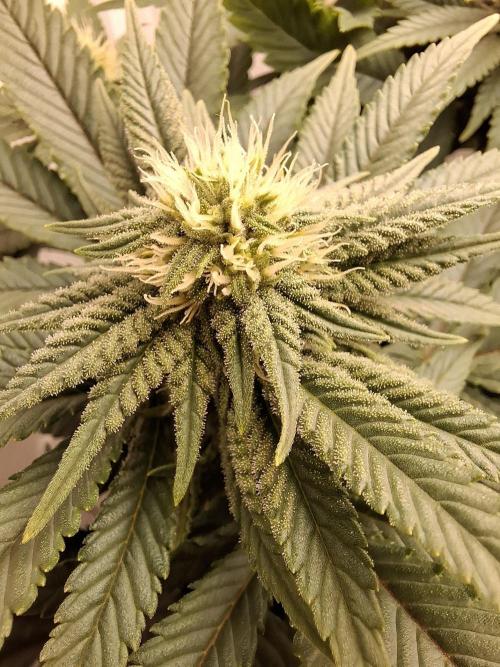 Rainbow Sherbet #11 Feminized - Kannabia. Week 7 - Day 49
