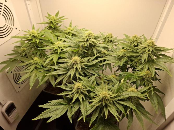 Rainbow Sherbet #11 Feminized - Kannabia. Week 8 - Day 54
