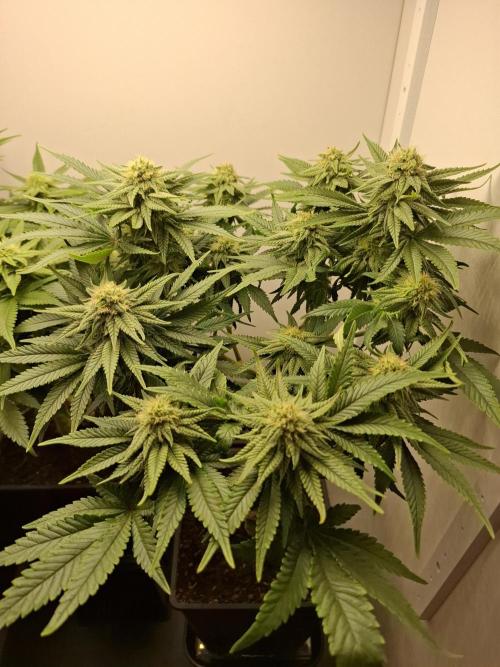 Rainbow Sherbet #11 Feminized - Kannabia. Week 8 - Day 54
