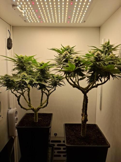 Rainbow Sherbet #11 Feminized - Kannabia. Week 8 - Day 54