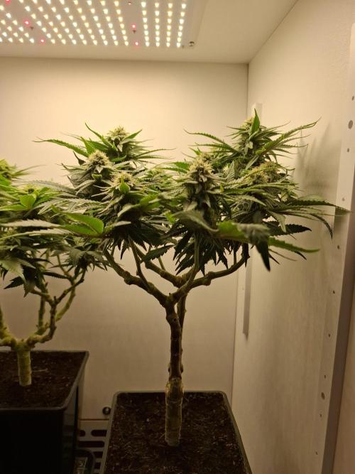Rainbow Sherbet #11 Feminized - Kannabia. Week 8 - Day 54