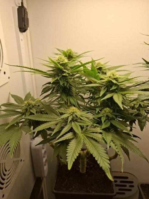 Rainbow Sherbet #11 Feminized - Kannabia. Week 8 - Day 54