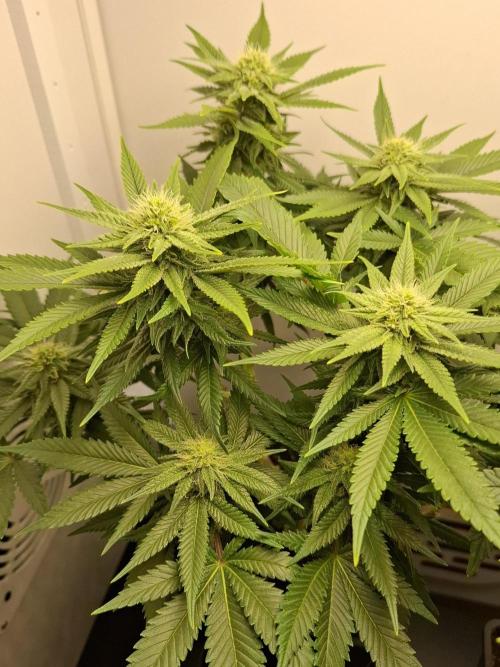 Rainbow Sherbet #11 Feminized - Kannabia. Week 8 - Day 54
