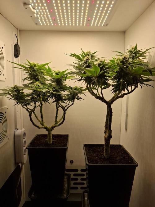Rainbow Sherbet #11 Feminized - Kannabia. Week 8 - Day 54