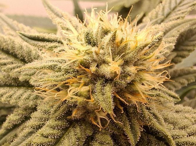 Rainbow Sherbet #11 Feminized - Kannabia. Week 8 - Day 54