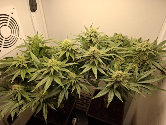 Rainbow Sherbet #11 Feminized - Kannabia. Week 9 - Day 61