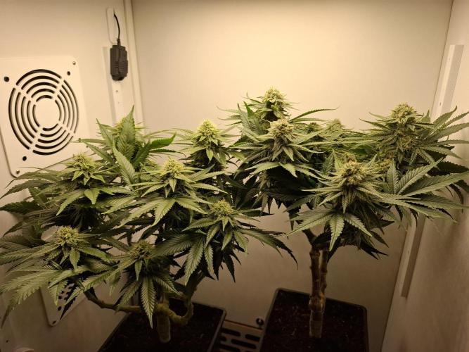 Rainbow Sherbet #11 Feminized - Kannabia. Week 9 - Day 61