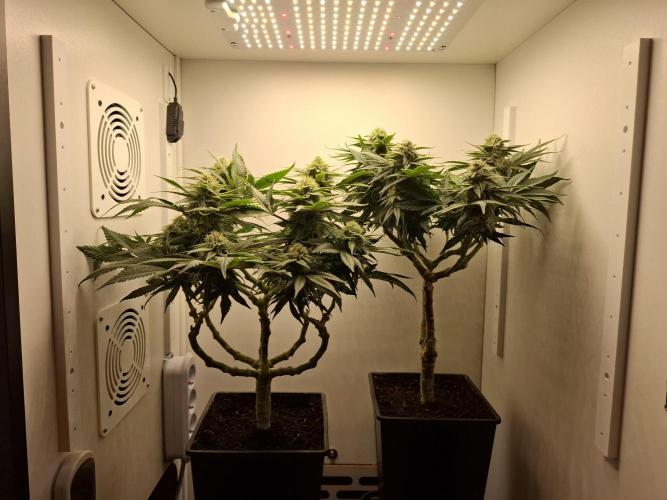 Rainbow Sherbet #11 Feminized - Kannabia. Week 9 - Day 61