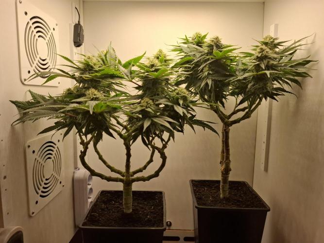 Rainbow Sherbet #11 Feminized - Kannabia. Week 9 - Day 61