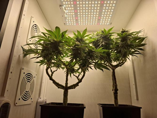 Rainbow Sherbet #11 Feminized - Kannabia. Week 9 - Day 61