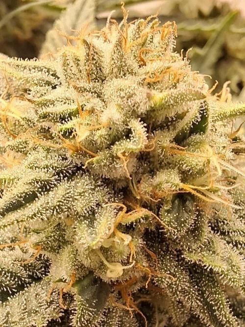 Rainbow Sherbet #11 Feminized - Kannabia. Week 9 - Day 61
