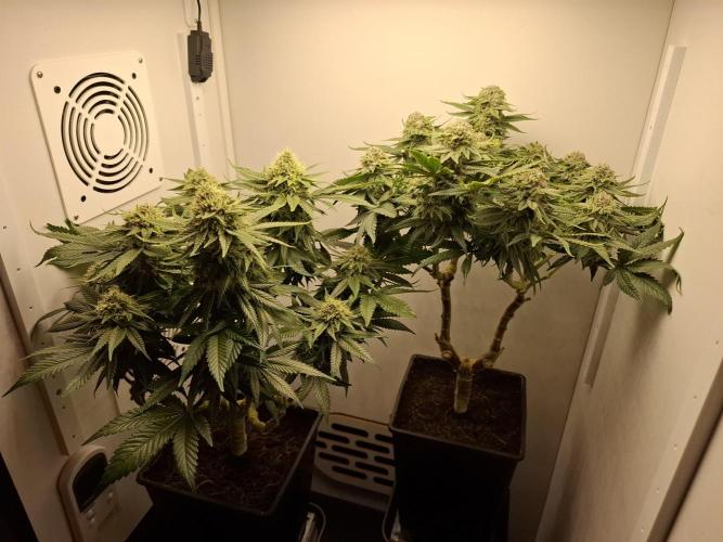 Rainbow Sherbet #11 Feminized - Kannabia. Week 10 - Day 67