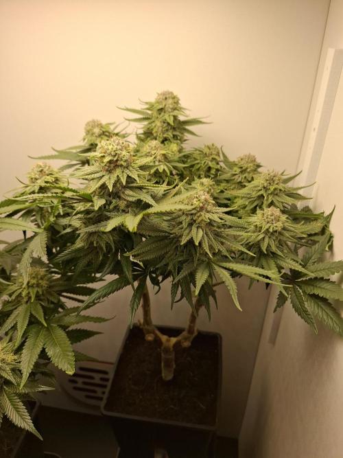 Rainbow Sherbet #11 Feminized - Kannabia. Week 10 - Day 67