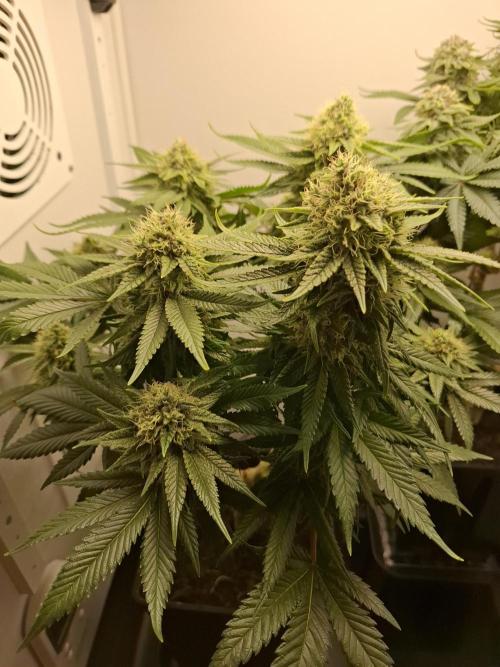 Rainbow Sherbet #11 Feminized - Kannabia. Week 10 - Day 67