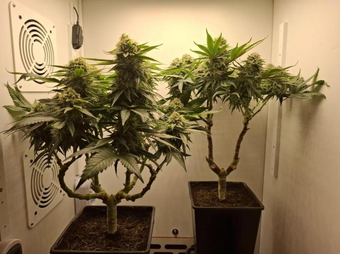 Rainbow Sherbet #11 Feminized - Kannabia. Week 10 - Day 67
