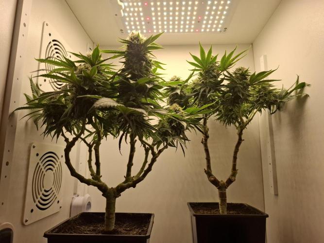Rainbow Sherbet #11 Feminized - Kannabia. Week 10 - Day 67
