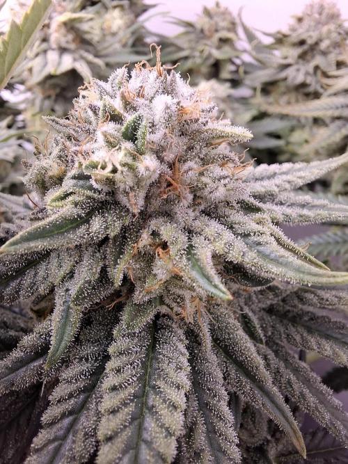 Rainbow Sherbet #11 Feminized - Kannabia. Week 10 - Day 67